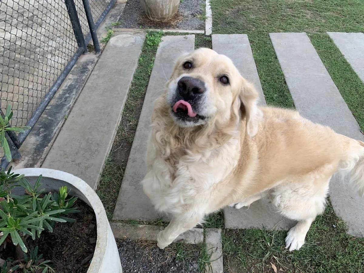 Tommy the golden retriever