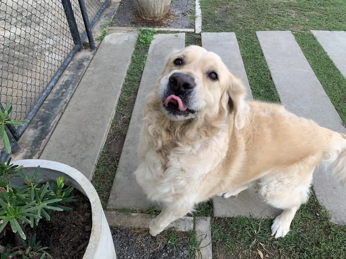 Tommy the golden retriever